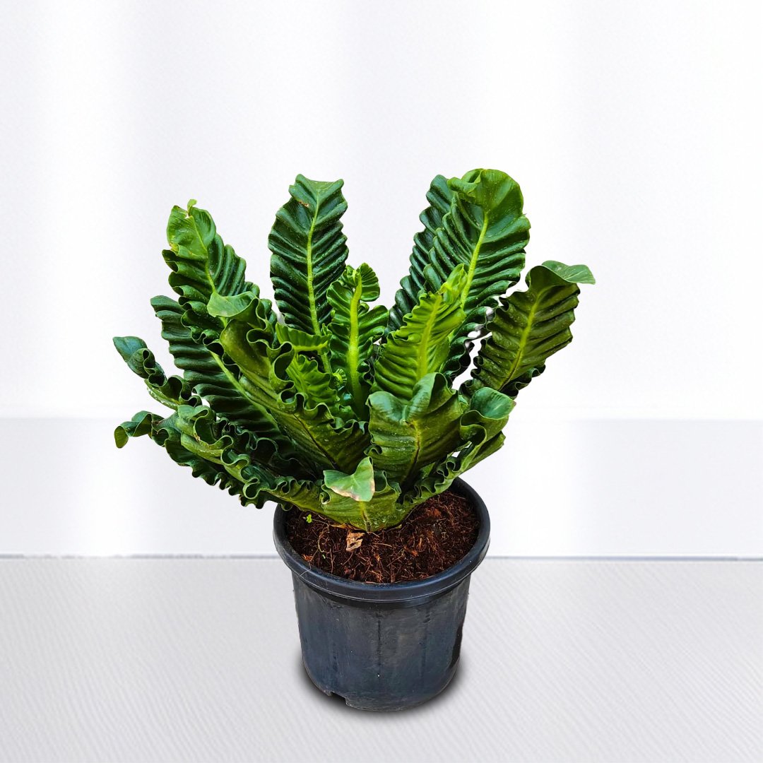 Cobra Fern